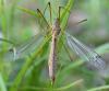 Tipula sp.
